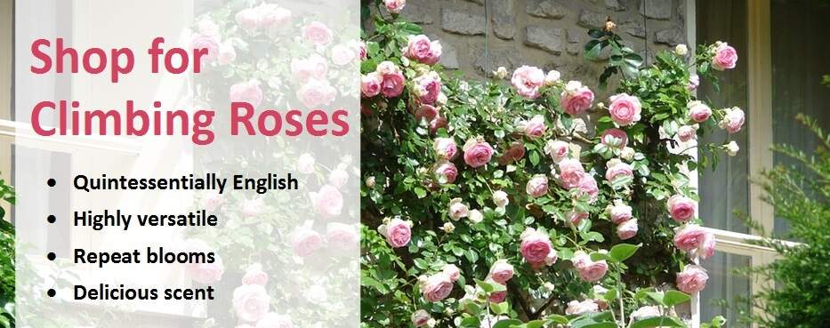 Shop for climbing roses banner 2